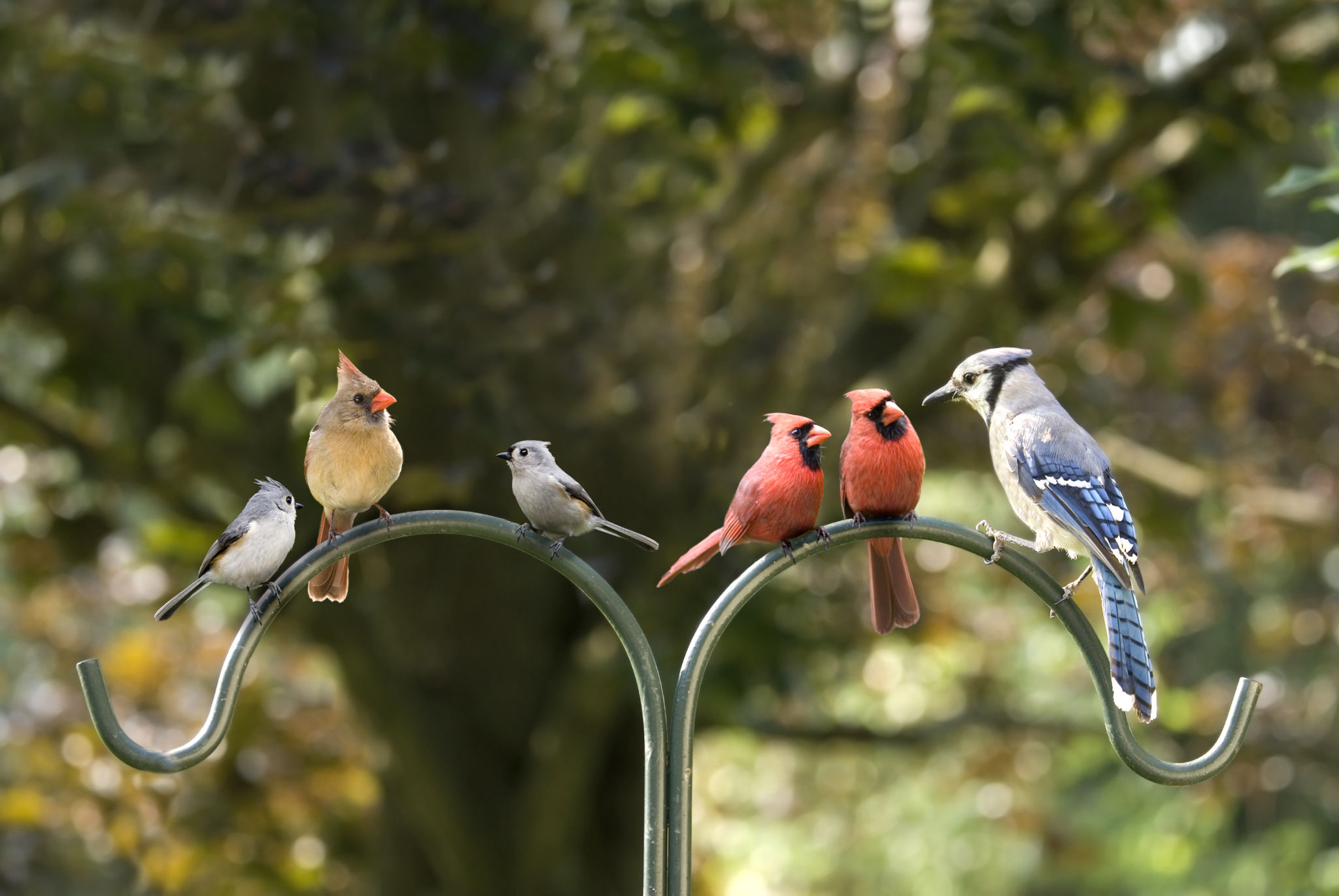 wildlife diversity