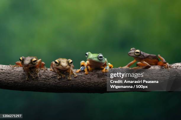 four tree frogs sitting on branch - quattro animali foto e immagini stock