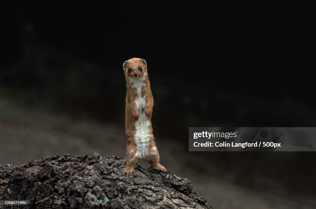 View of stoat in stone, Lingfield, UK