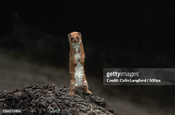 view of stoat in stone, lingfield, uk - mustela erminea stock pictures, royalty-free photos & images