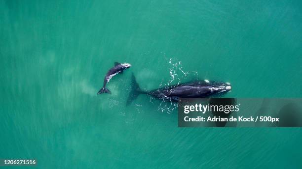 view of humpback whale and its calf, riversdale, south africa - humpbacks imagens e fotografias de stock