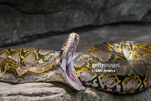 Reticulated python nonvenomous constrictor snake native to South / Southeast Asia with wide open mouth.