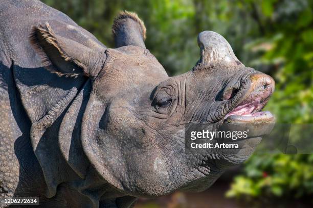 Indian rhinoceros / greater one-horned rhinoceros / great Indian rhinoceros close-up of head and horn.