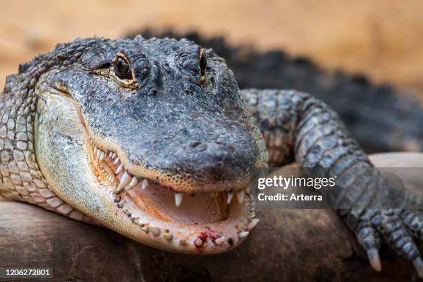American alligator / gator / common alligator close-up of open snout showing teeth.