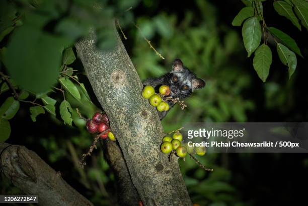 palm civet lurking from behind fruit cluster on tree branch - palm civet stock pictures, royalty-free photos & images