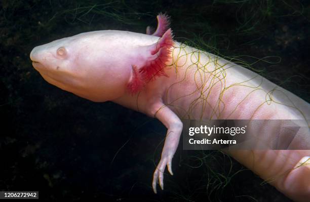 627 Axolotl Stock Photos, High-Res Pictures, and Images - Getty Images