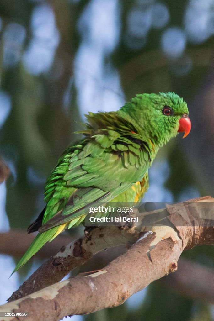 Scaly Breasted Lorikeet