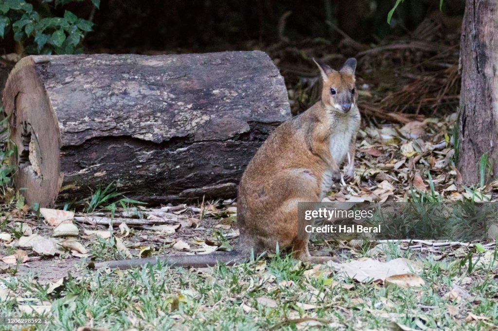 Red-Legged Pademelon