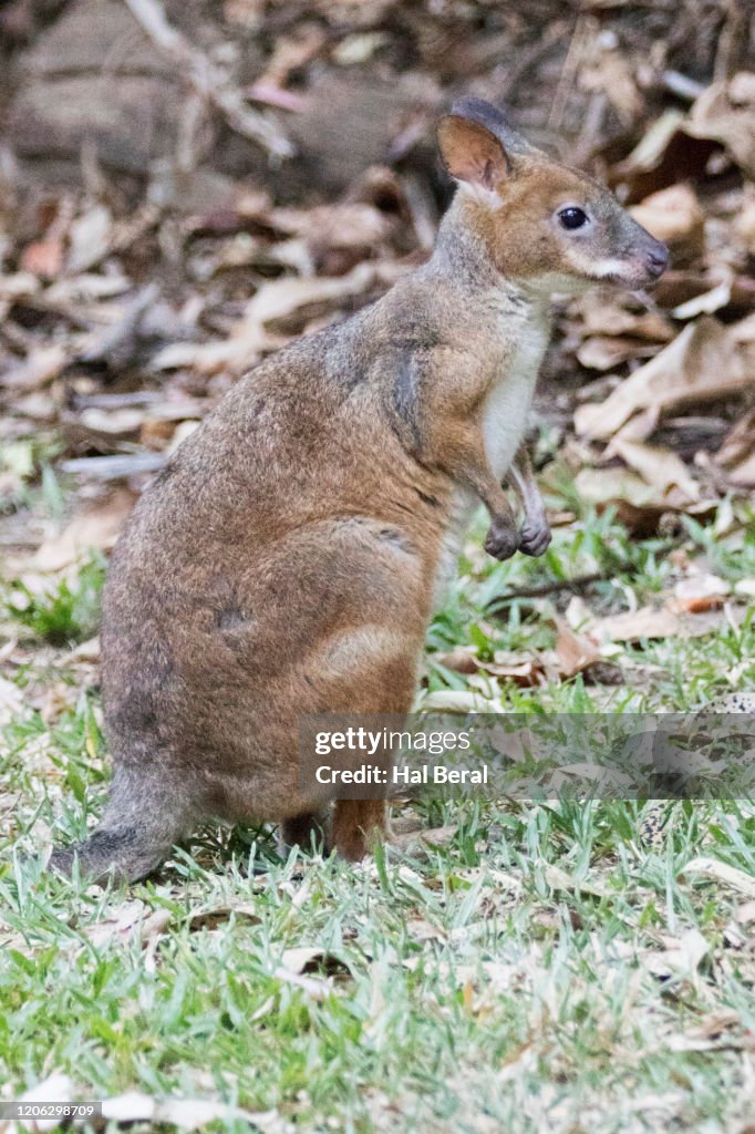 Red-Legged Pademelon