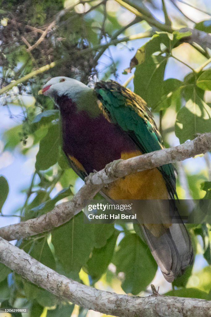 Wompoo Fruit-Dove