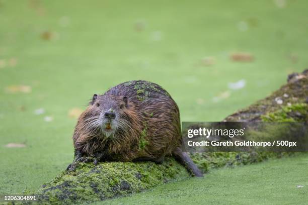 beaver on log - beaver foto e immagini stock
