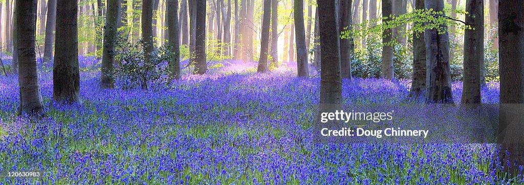 Bluebell wood anorama