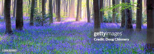 bluebell wood anorama - bluebell woods imagens e fotografias de stock