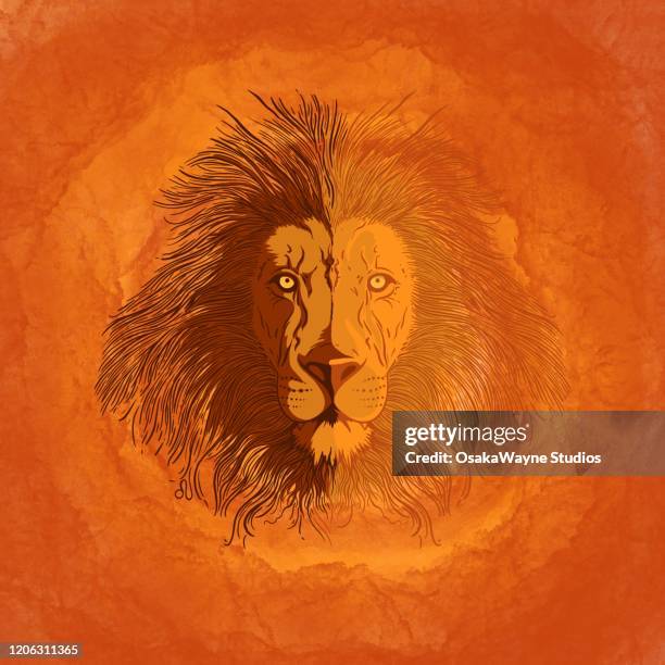 leo - lion head illustration stock pictures, royalty-free photos & images