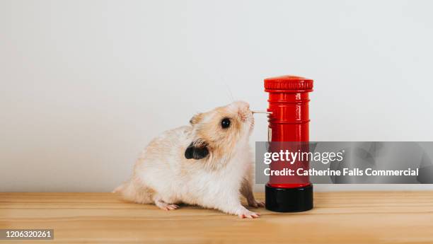 hamster posting a letter - message sent stock pictures, royalty-free photos & images