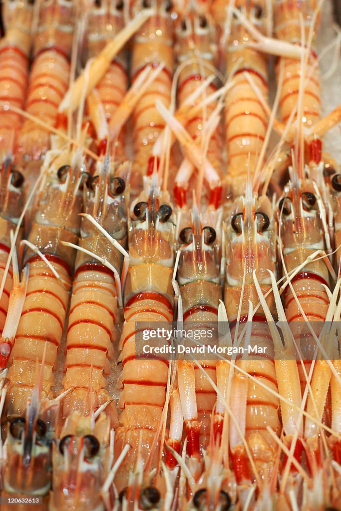 Australian Scampi for sale