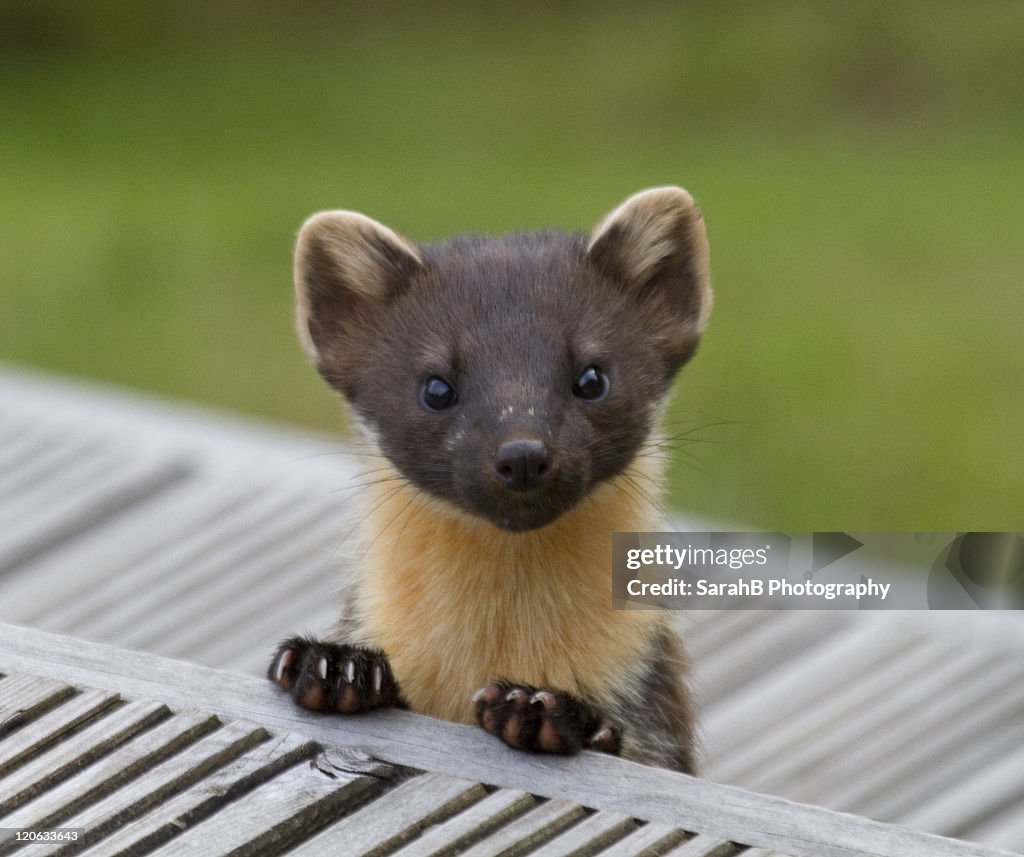 Wild pine marten in Scotland