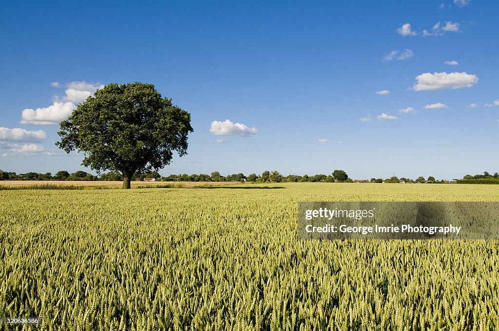 Barley Field