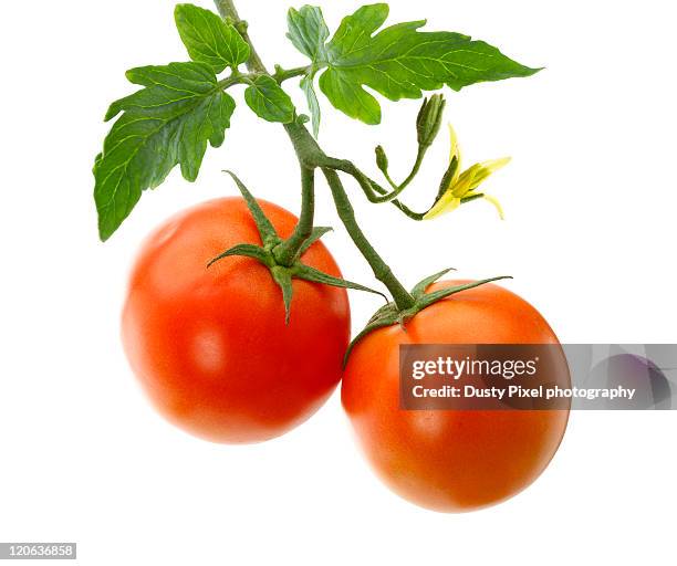 garden tomatoes - tomate freisteller stock-fotos und bilder