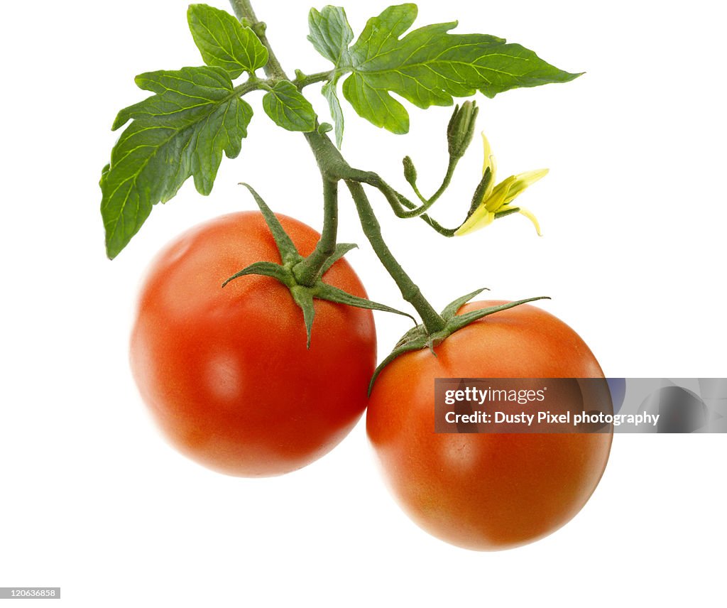 Garden tomatoes