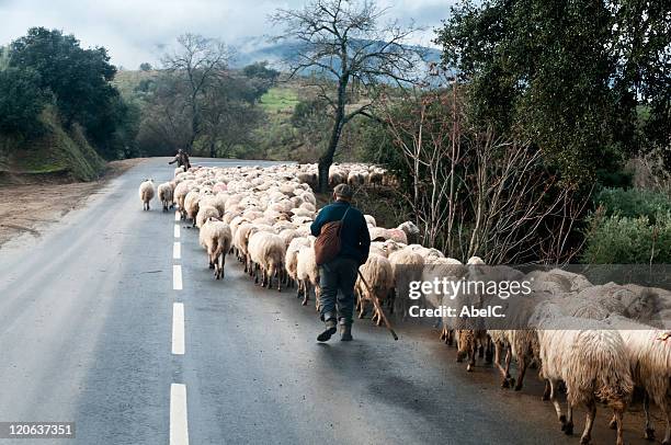 pastores - kudde schapen stockfoto's en -beelden