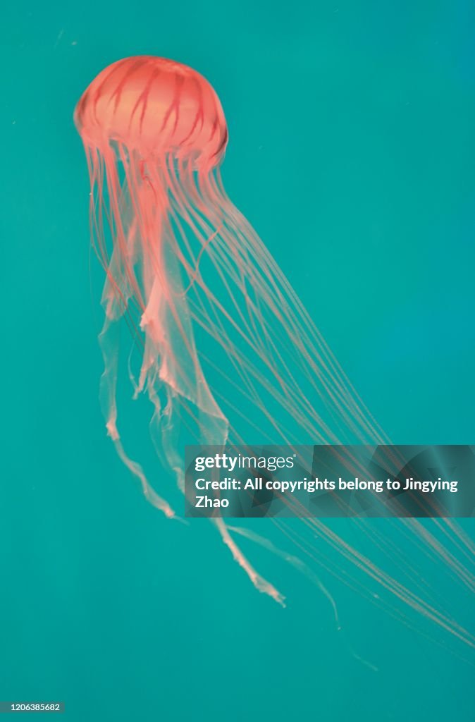 Close up of micro view of jellyfish in aquarium