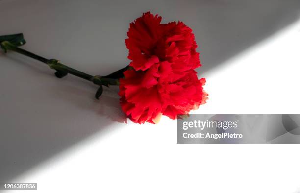 a carnation in the workplace - flower arrangement carnation ストックフォトと画像