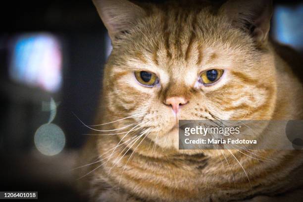 american wirehair cat - chubby arab stock pictures, royalty-free photos & images