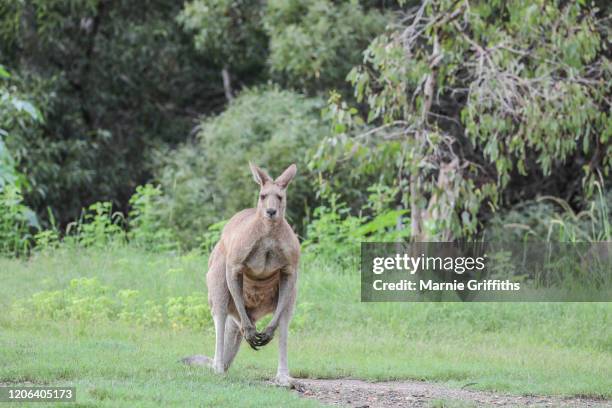 large male kangaroo - kangaroo stock pictures, royalty-free photos & images