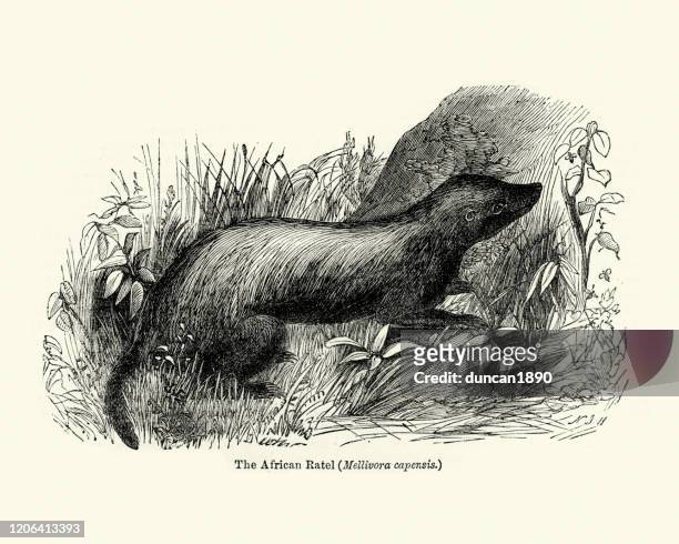 honey badger (mellivora capensis), wildlife, mammal - honey badger stock illustrations