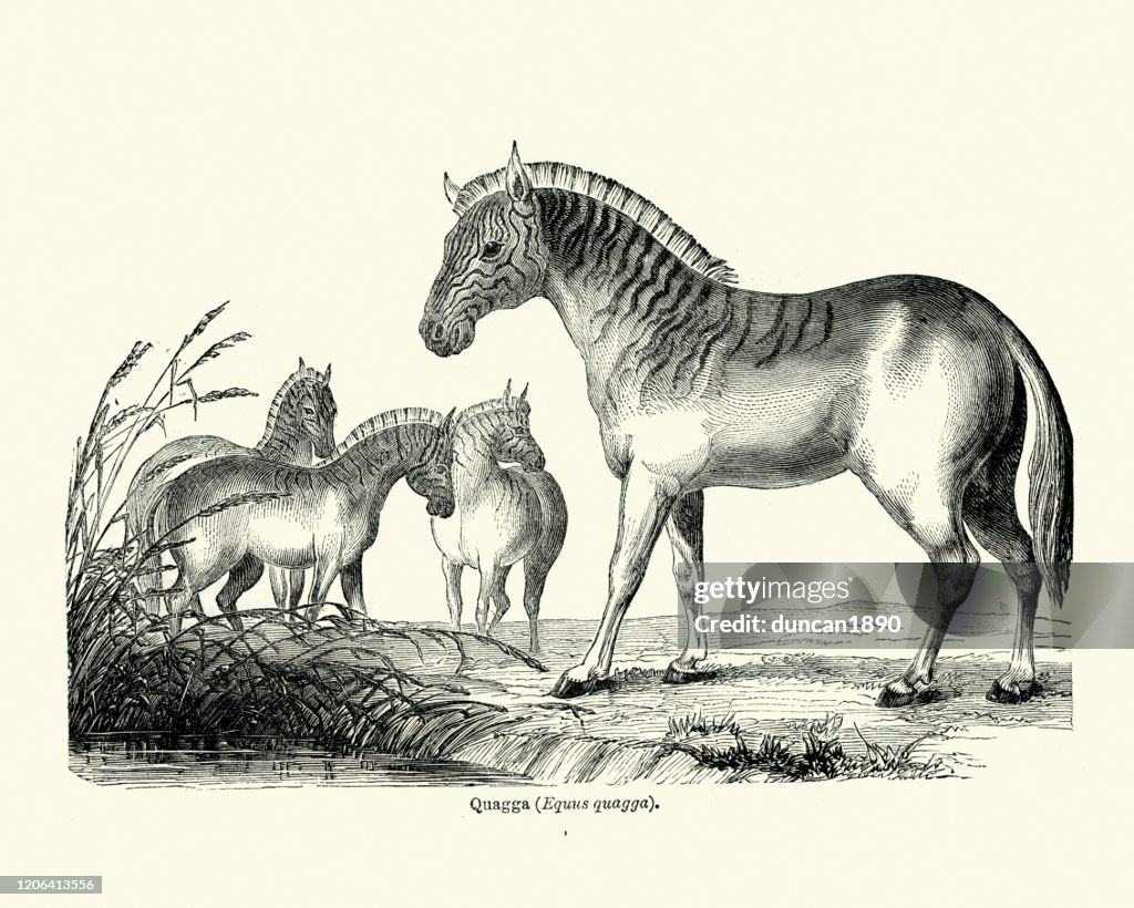 Quagga, an extinct subspecies of plains zebra