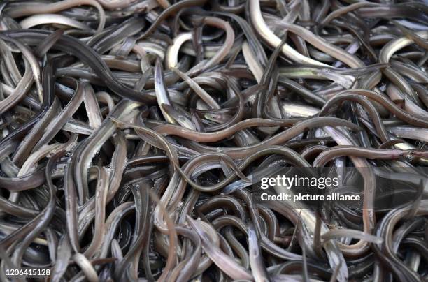 March 2020, Brandenburg, Potsdam: Young eels swim in a plastic container before being released in the Havel. The stocking of Havel waters with a...