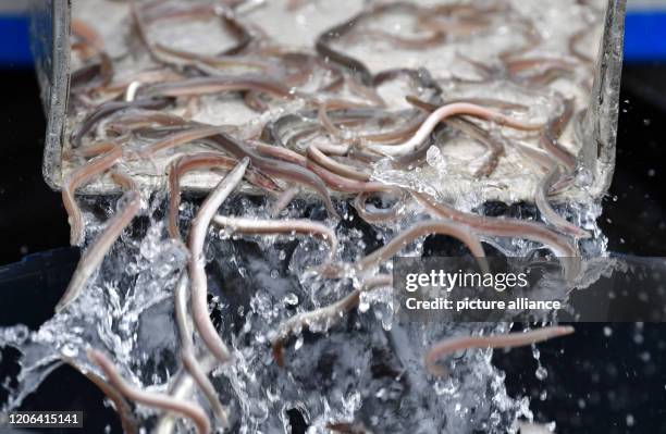 March 2020, Brandenburg, Potsdam: Young eels swim into a plastic container before being released in the Havel. The stocking of Havel waters with a...