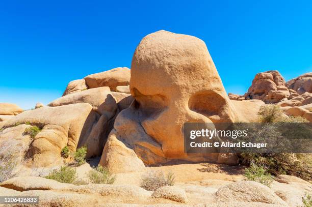 skull shaped rock in joshua tree national park usa - californië 個照片及圖片檔