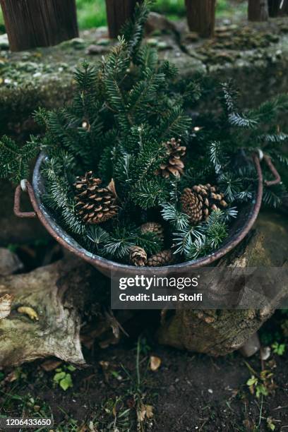 winter decoration for the garden with fir tree and pine cones in old pot - evergreen plant fotografías e imágenes de stock
