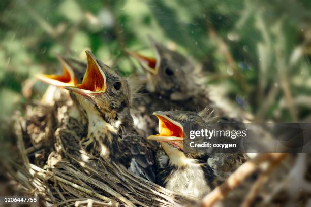 hungry thrush birds in nest with open mouth - and nest stock pictures, royalty-free photos & images