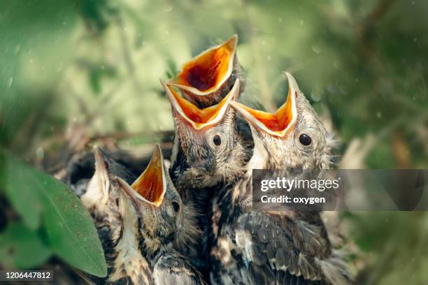 hungry thrush birds in nest with open mouth - singdrossel stock-fotos und bilder