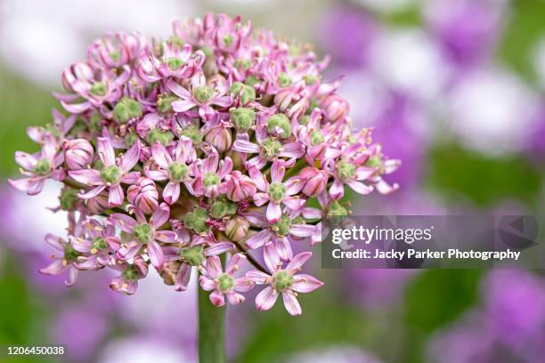 close-up image of a beautiful summer flowering, pink allium flower against a soft background - zierlauch stock-fotos und bilder
