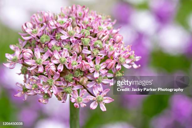 close-up image of a beautiful summer flowering, pink allium flower against a soft background - allium stock pictures, royalty-free photos & images