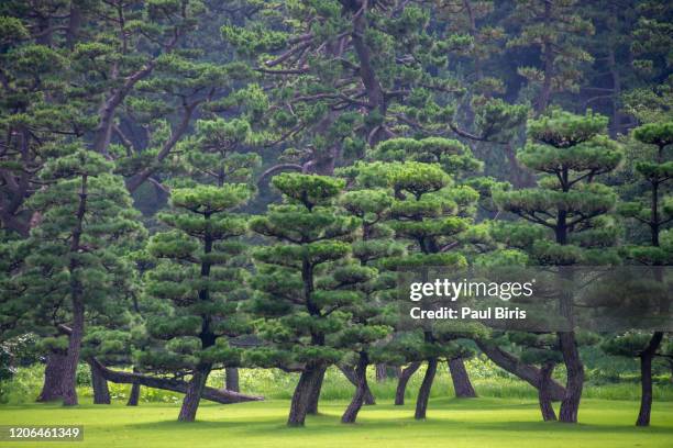 87 Japanese Black Pine Tree Stock Photos, High-Res Pictures, and