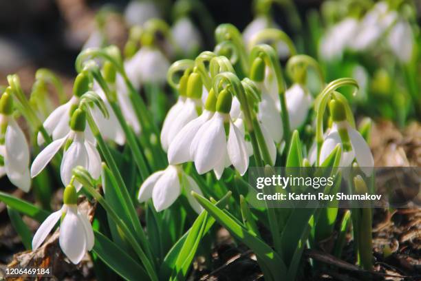 snowdrops delight - february stock pictures, royalty-free photos & images