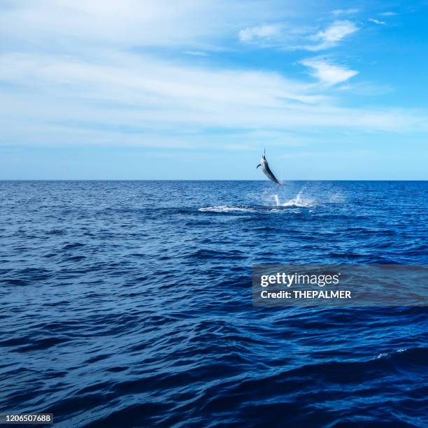 swordfish leaping out of the water - deep sea fishing stock pictures, royalty-free photos & images