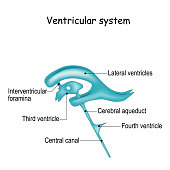 Ventricular system anatomy.