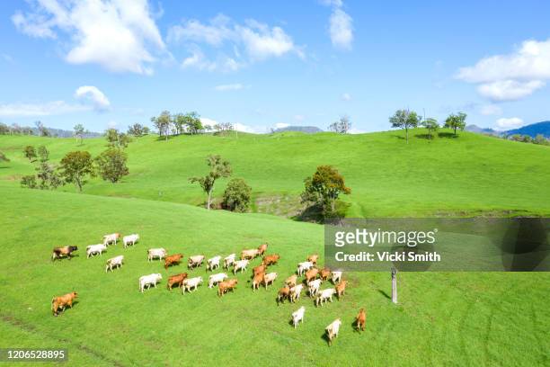 drone viewpoint of a herd of brown and white cattle in a lush green pasture - queensland farm stock pictures, royalty-free photos & images