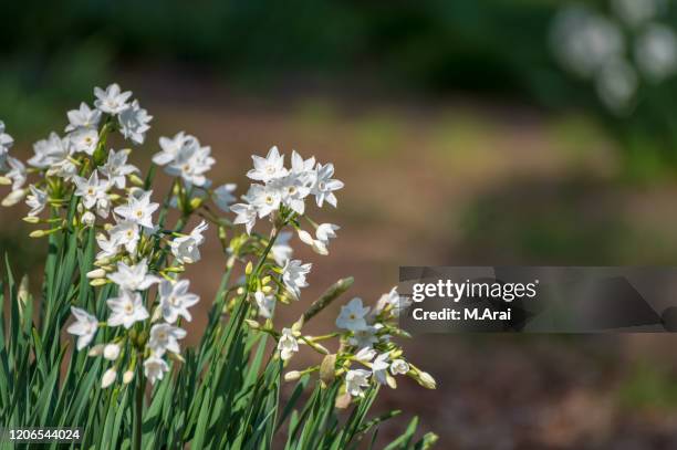 narcissus - narcissus mythological character 個照片及圖片檔