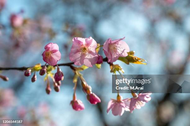 cherry blossoms - oriental cherry tree stock pictures, royalty-free photos & images