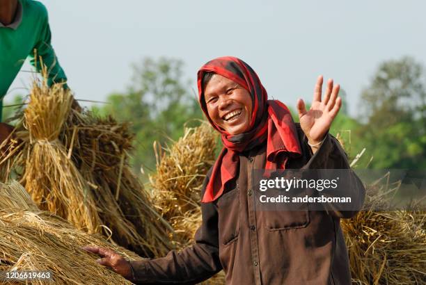 happy farmers take care of freshly harvested rice in thailand - agricultural occupation stock pictures, royalty-free photos & images