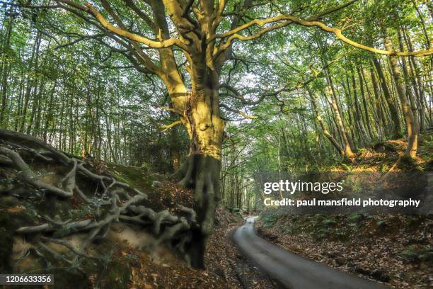 country road in woodland - midhurst fotografías e imágenes de stock