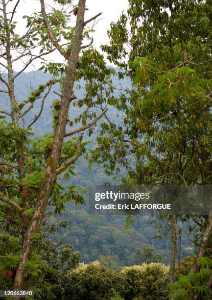 Forests In Rwandan Kibira National Park Photos et images de collection - Getty Images