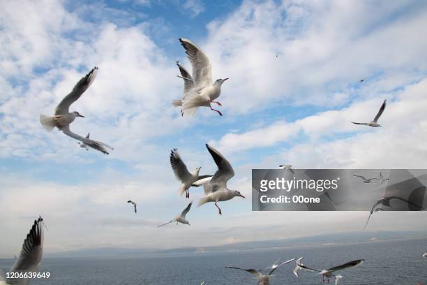 flying seagull - a flock of seagulls stock pictures, royalty-free photos & images